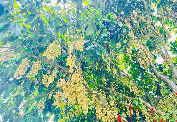 Món quà từ hiên nhiên - Du lịch Tuấn Tường