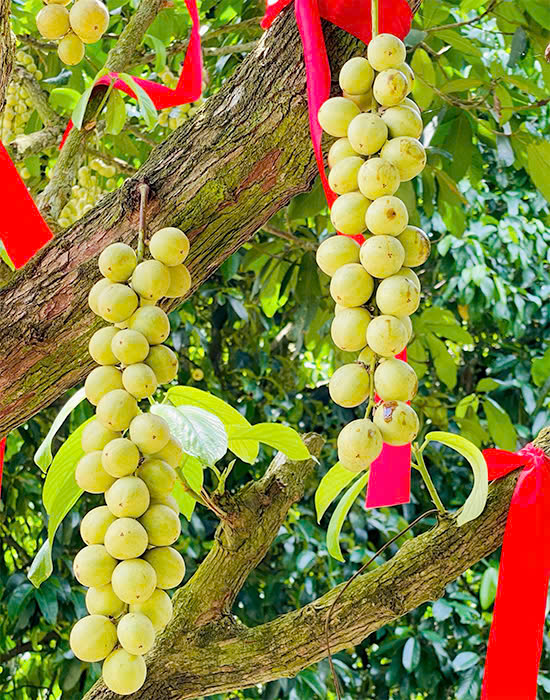 Món ăn gà om dâu Hạ Châu Đất Phong Điền - Du lịch Tuấn Tường