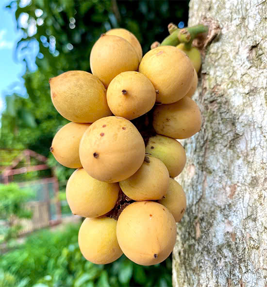 Lợi ích sức khỏe của dâu - Du lịch Tuấn Tường