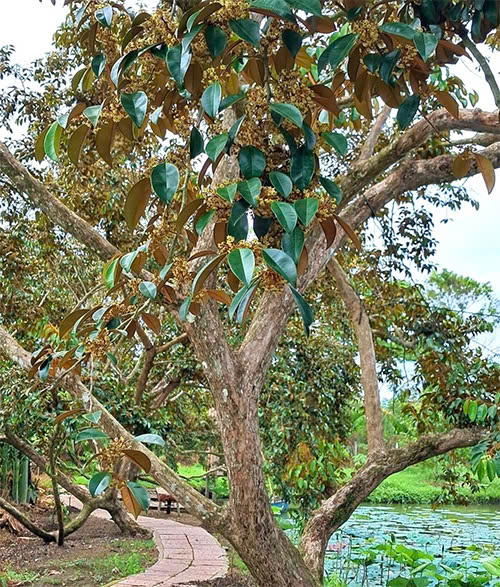 Món quà từ hiên nhiên - Du lịch Tuấn Tường