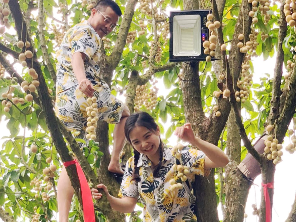 Những hoạt động trong mùa dâu ở Tuấn Tường