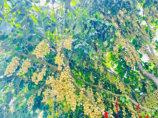 Dâu Hạ Châu - Khu du lịch Tuấn Tường