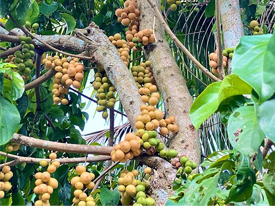 Dâu Hạ Châu - Khu du lịch Tuấn Tường