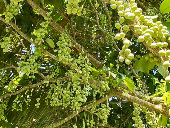 Dâu Hạ Châu - Khu du lịch Tuấn Tường
