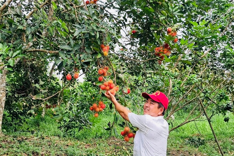 Hương vị trái chôm chôm