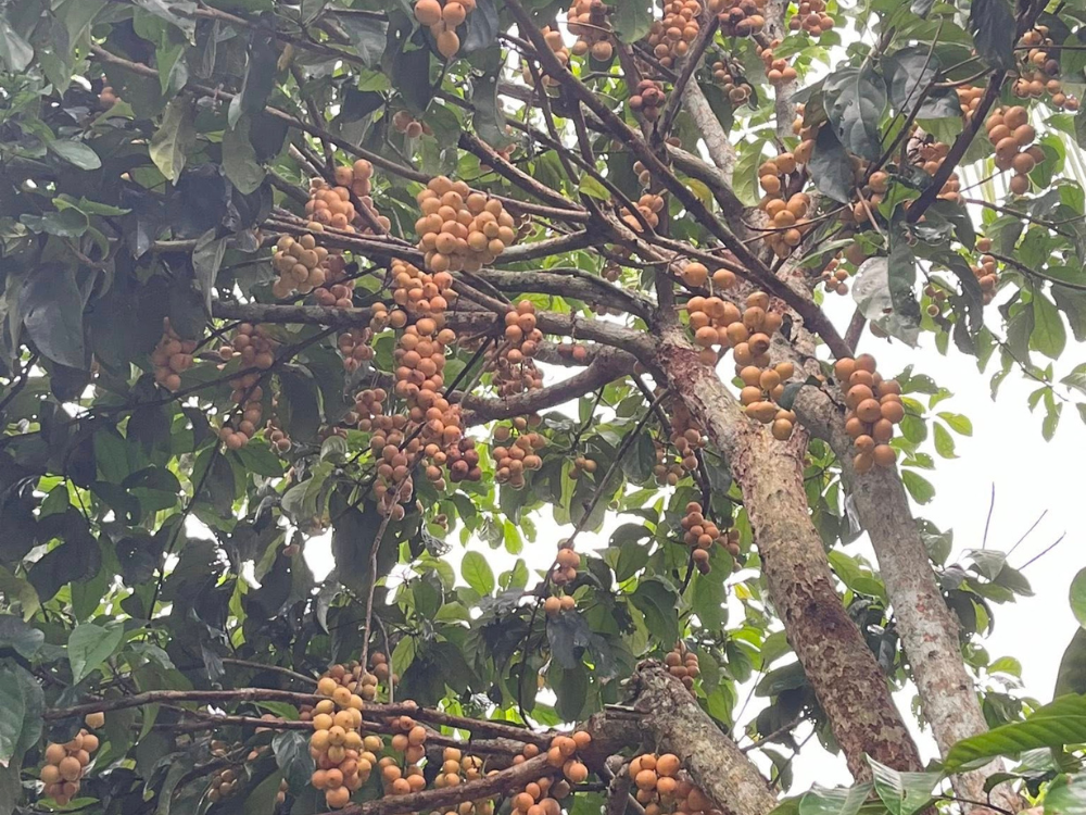 Dâu hạ châu tại Tuấn Tường 