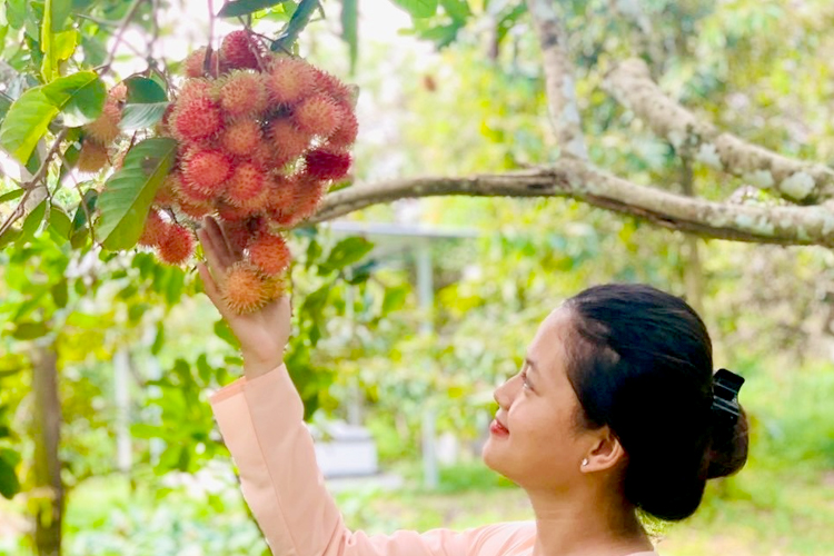 Hương vị trái chôm chôm