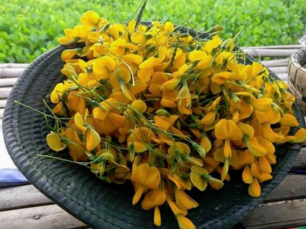 Bông điên điển
