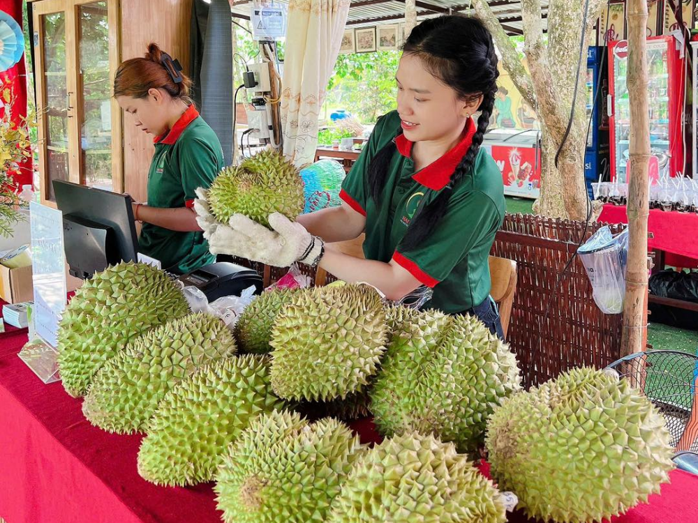 Thời điểm thích hợp để đến thăm vườn sầu riêng tại Tuấn Tường