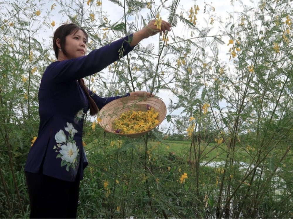 Bông điên điển