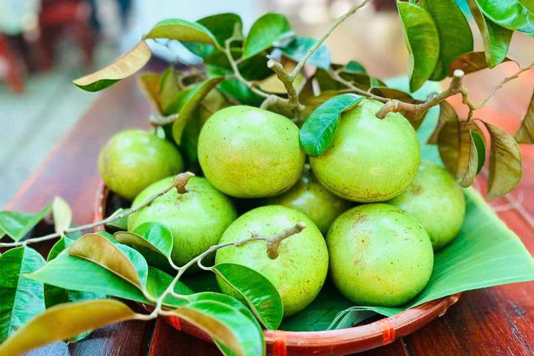 Vú sữa lò rèn