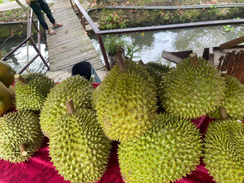 Sầu riêng là gì 