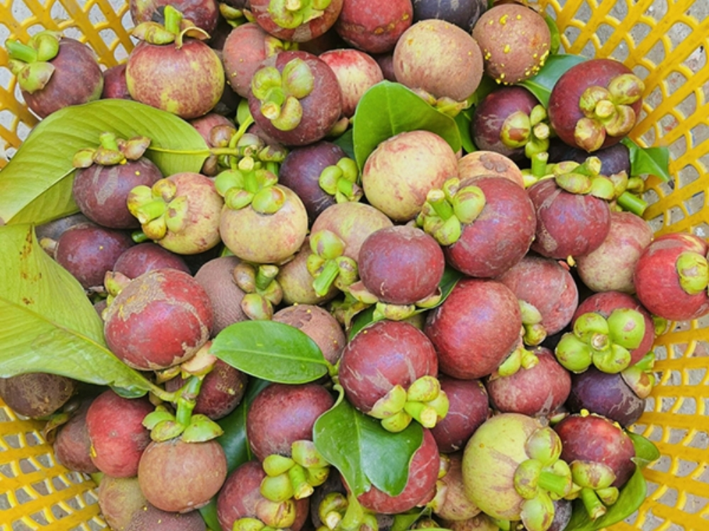 Măng cụt