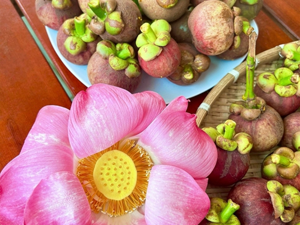 Măng cụt